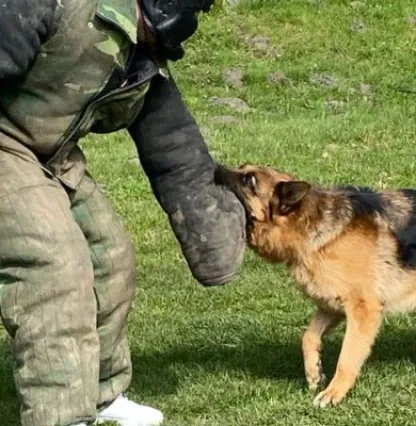 Krakow HUNDEJAKT-SPØK Krakow HUNDEJAKT-SPØK